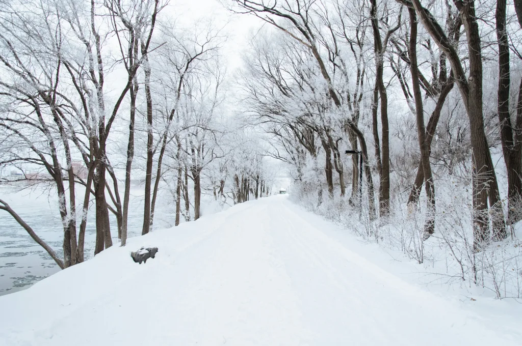 Snow-covered road with barren trees on either side.