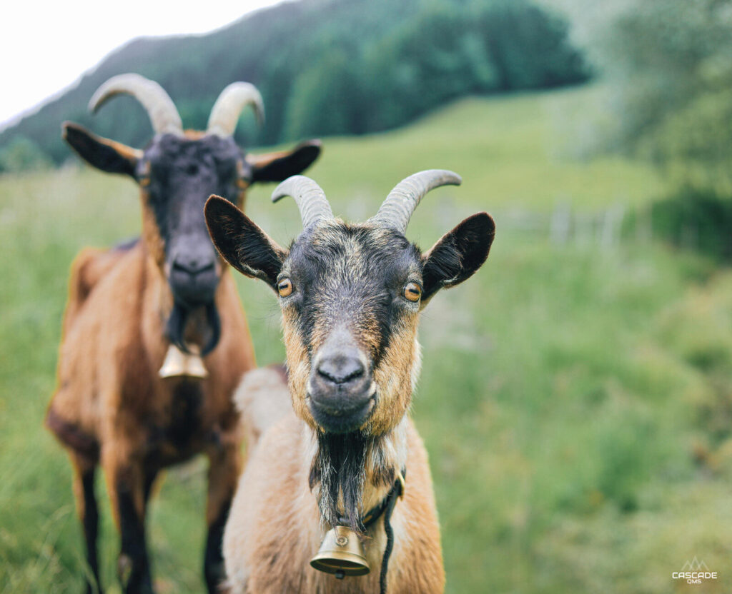 Goats being used by land clearing contractors for california power company