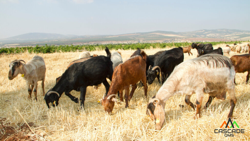 herd of goats grazing in california field performing vegetation management